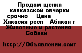 Продам щенка кавказской овчарки срочно! › Цена ­ 2 000 - Хакасия респ., Абакан г. Животные и растения » Собаки   